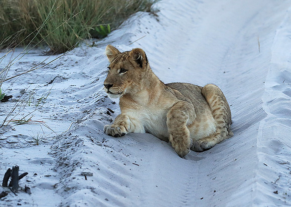 Liuwa Plain NP