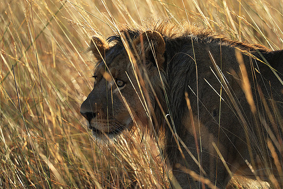 Liuwa Plain NP