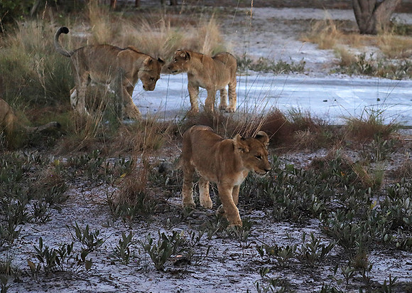 Liuwa Plain NP