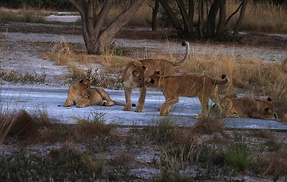Liuwa Plain NP