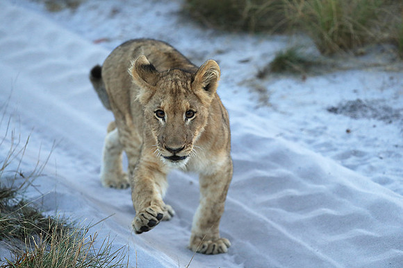 Liuwa Plain NP