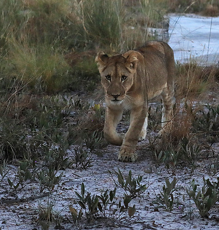Liuwa Plain NP