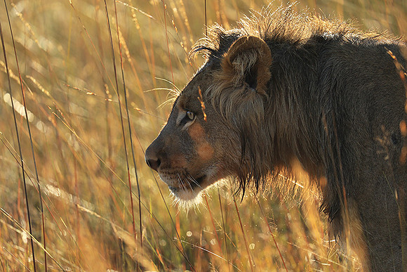 Liuwa Plain NP