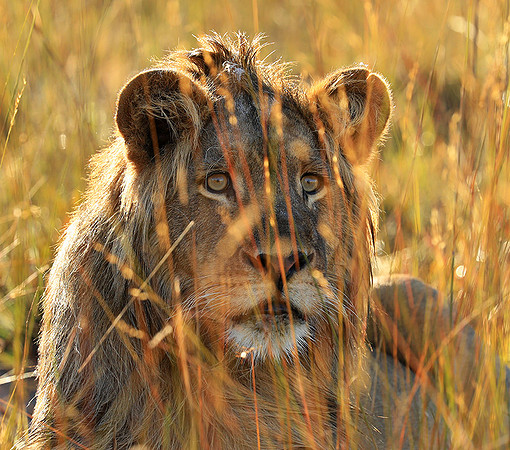 Liuwa Plain NP