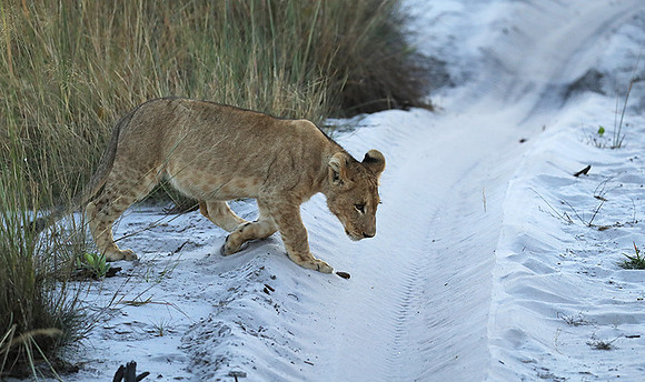 Liuwa Plain NP