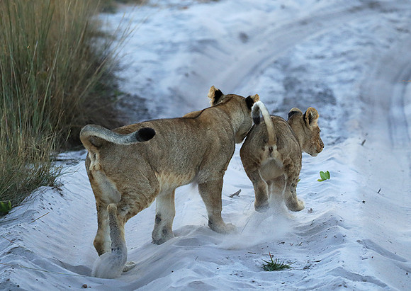 Liuwa Plain National Park