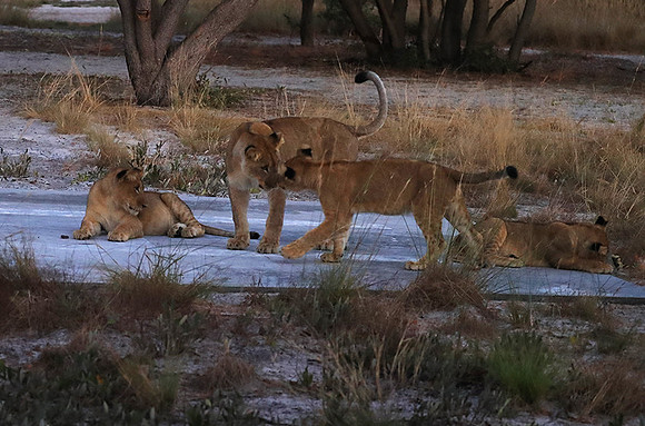 Liuwa Plain NP