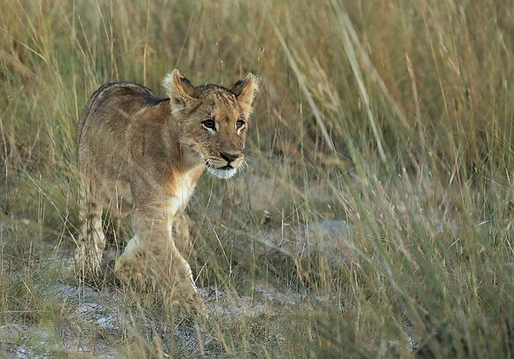 Liuwa Plain NP