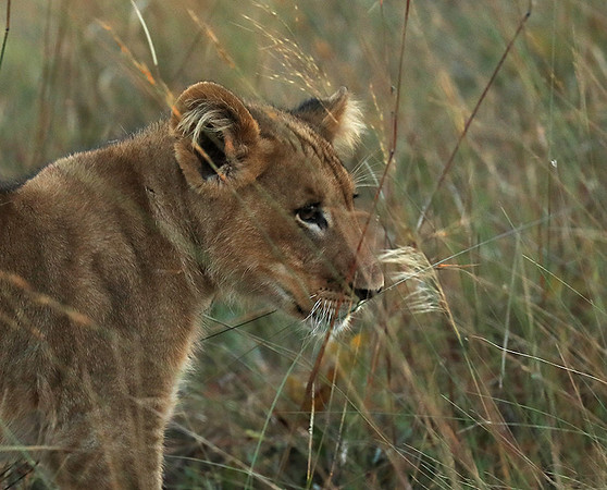 Liuwa Plain NP