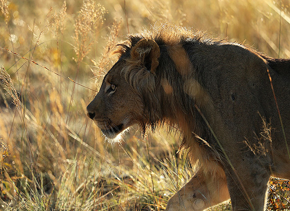 Liuwa Plain NP