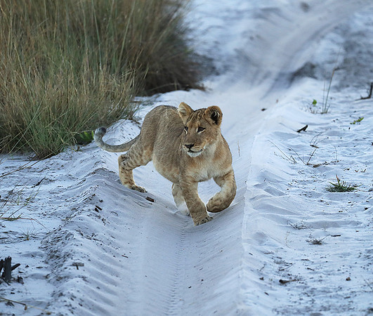 Liuwa Plain NP