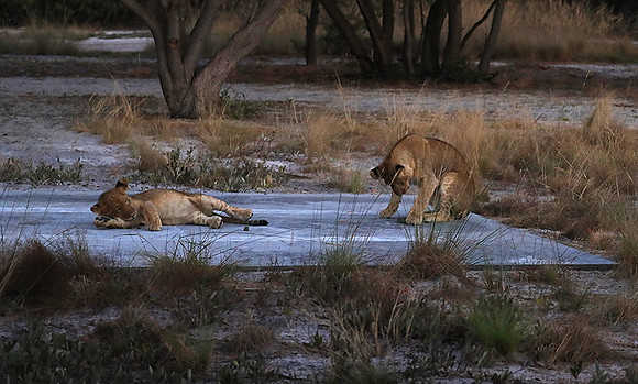 Liuwa Plain NP