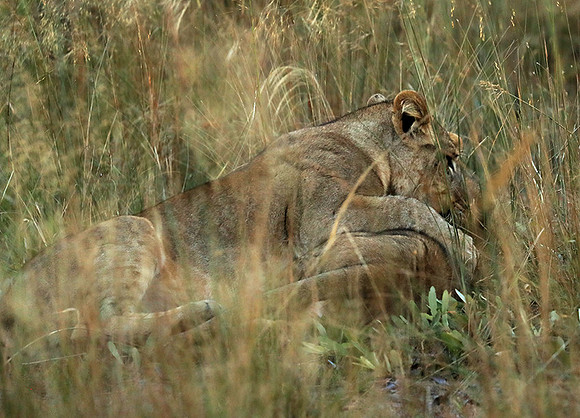 Liuwa Plain NP