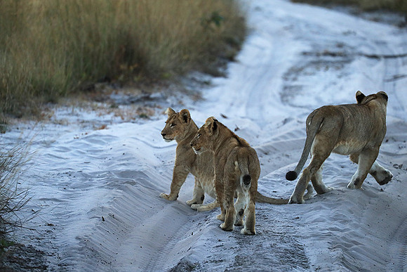Liuwa Plain NP