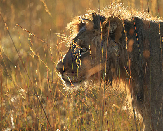 Liuwa Plain NP