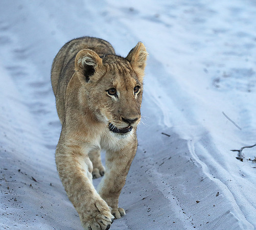 Liuwa Plain NP
