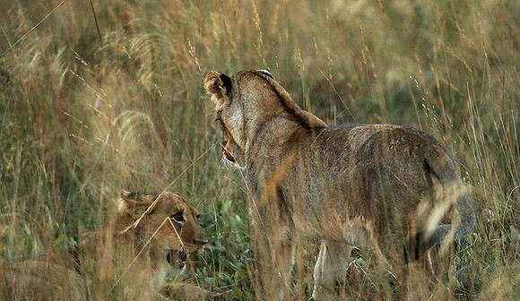Liuwa Plain NP