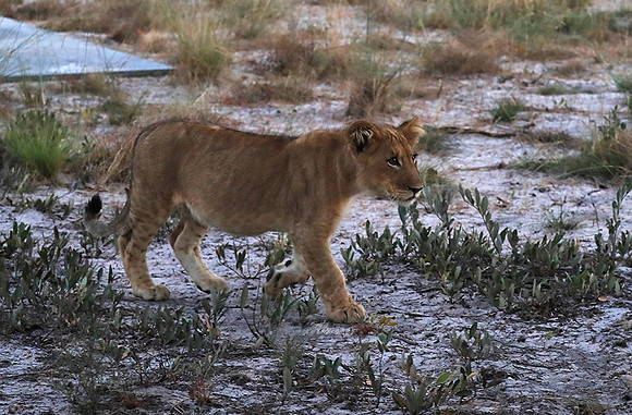 Liuwa Plain NP