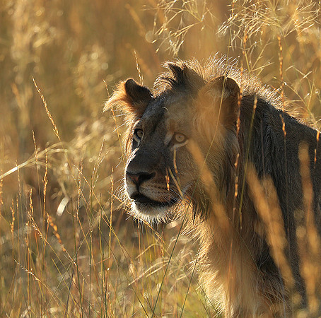 Liuwa Plain NP