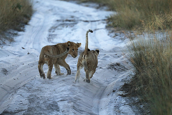 Liuwa Plain NP