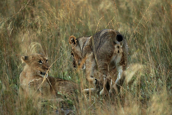 Liuwa Plain NP