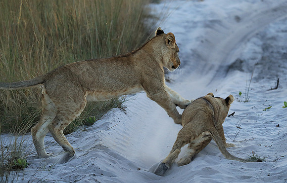 Liuwa Plain National Park