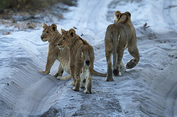 Liuwa Plain NP