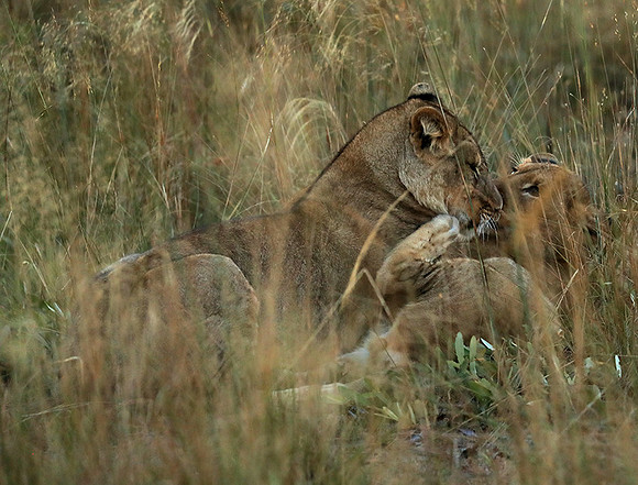 Liuwa Plain NP