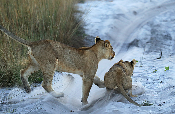 Liuwa Plain National Park