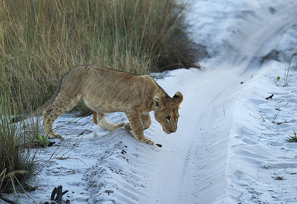 Liuwa Plain NP