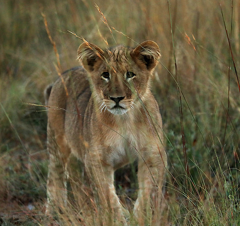 Liuwa Plain NP