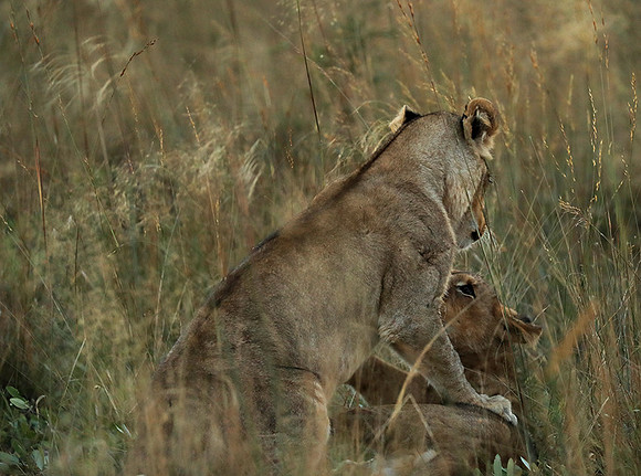 Liuwa Plain NP