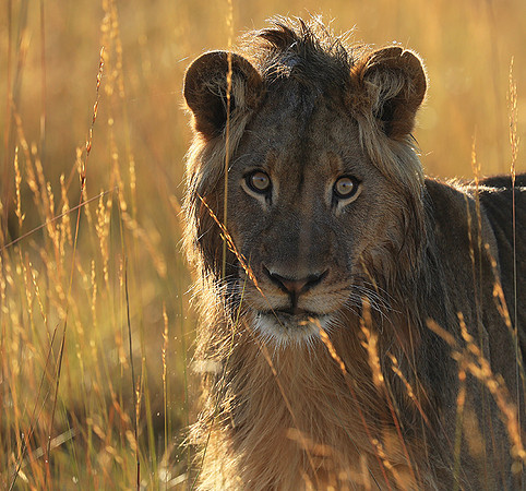 Liuwa Plain NP
