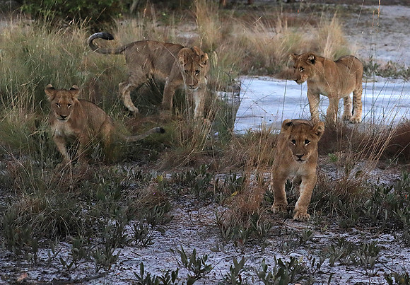 Liuwa Plain NP
