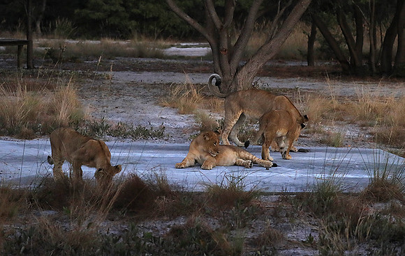 Liuwa Plain NP