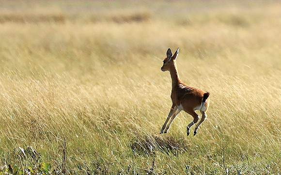 Liuwa Plain NP