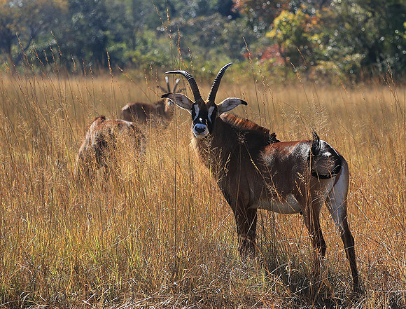 Kafue National Park