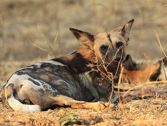 South Luangwa National Park