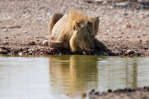 Ongava Private Reserve