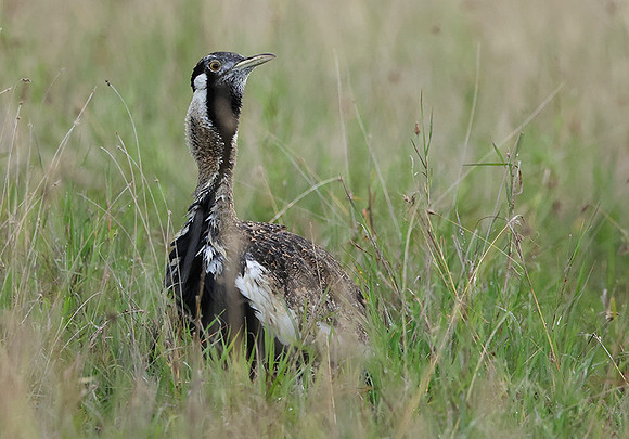 Black-bellied bustard - Borana