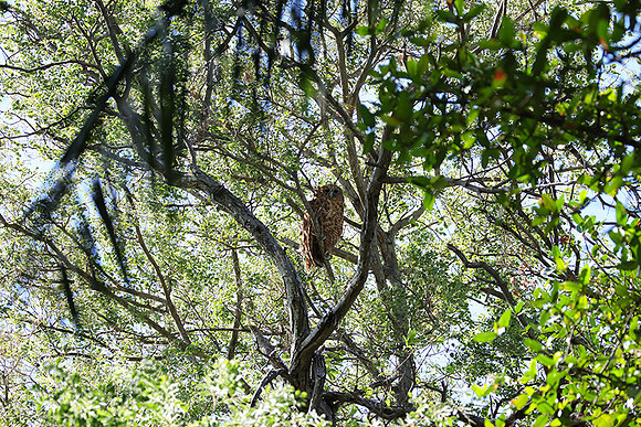 Pel's fishing owl - Delta of Okavango