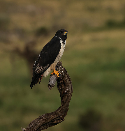 Augur buzzar - Borana