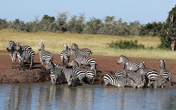 Serengeti - Grumeti Private Reserve