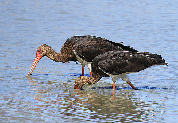Black stork at Timbavati