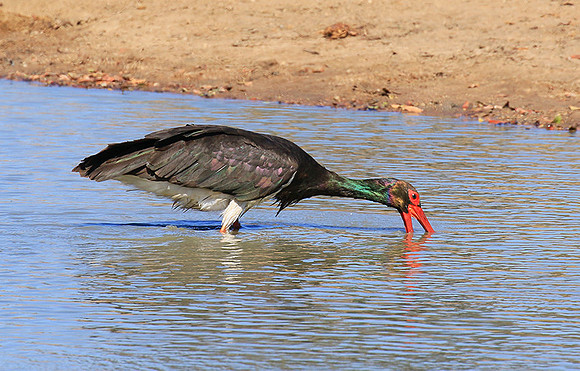 Black stork at Timbavati