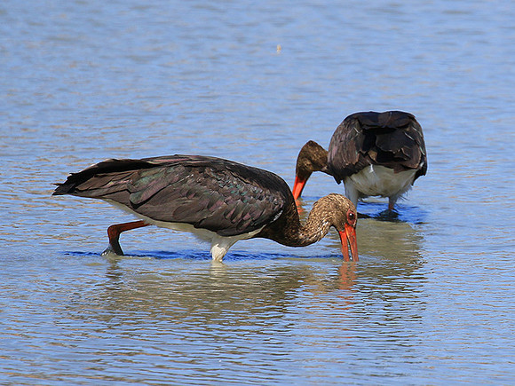 Black stork at Timbavati