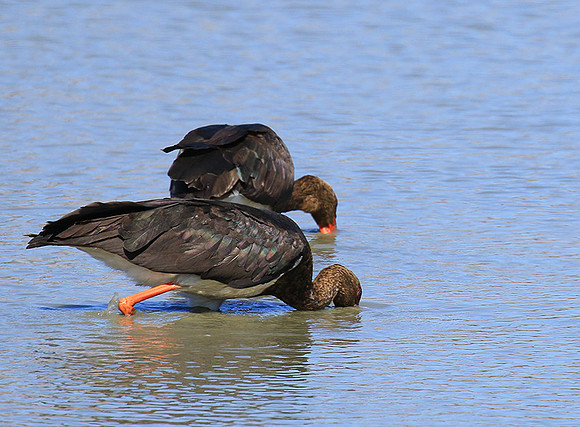 Black stork at Timbavati