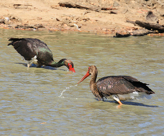 Black stork at Timbavati
