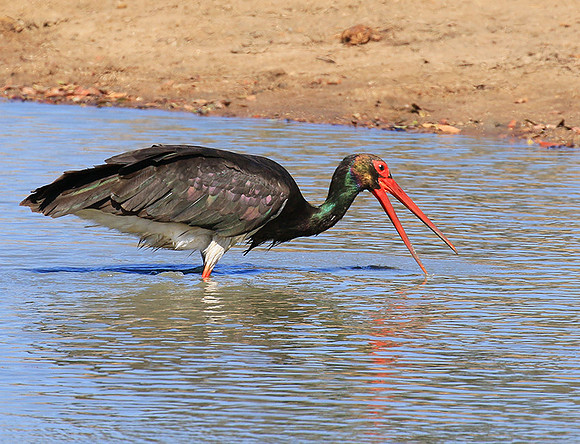 Black stork at Timbavati