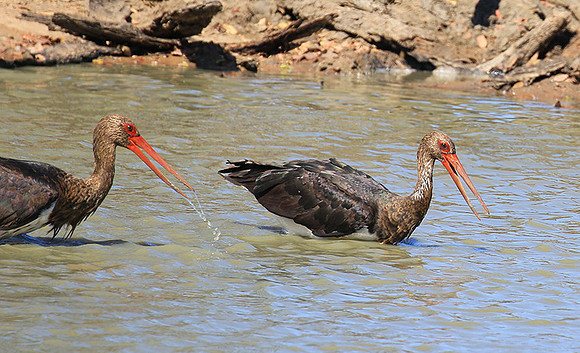 Black stork at Timbavati